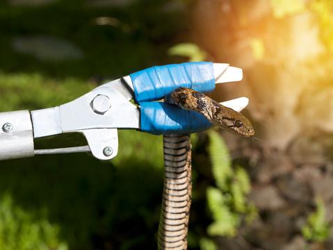 Keep Snakes Away From Your Property With These Snake Control Tips
