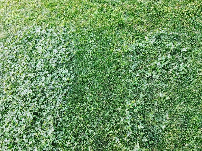 Controlling Common Lawn Weeds: Strategies for a Weed-Free Yard