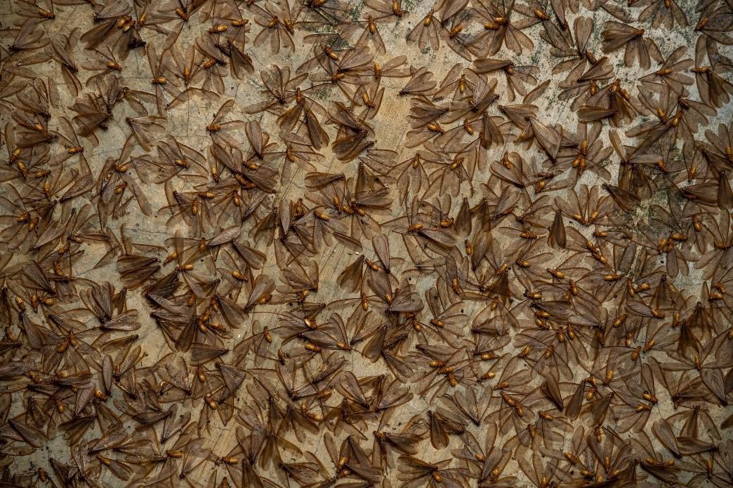 Termite Swarming Season: Three Indications of Termite Swarmers