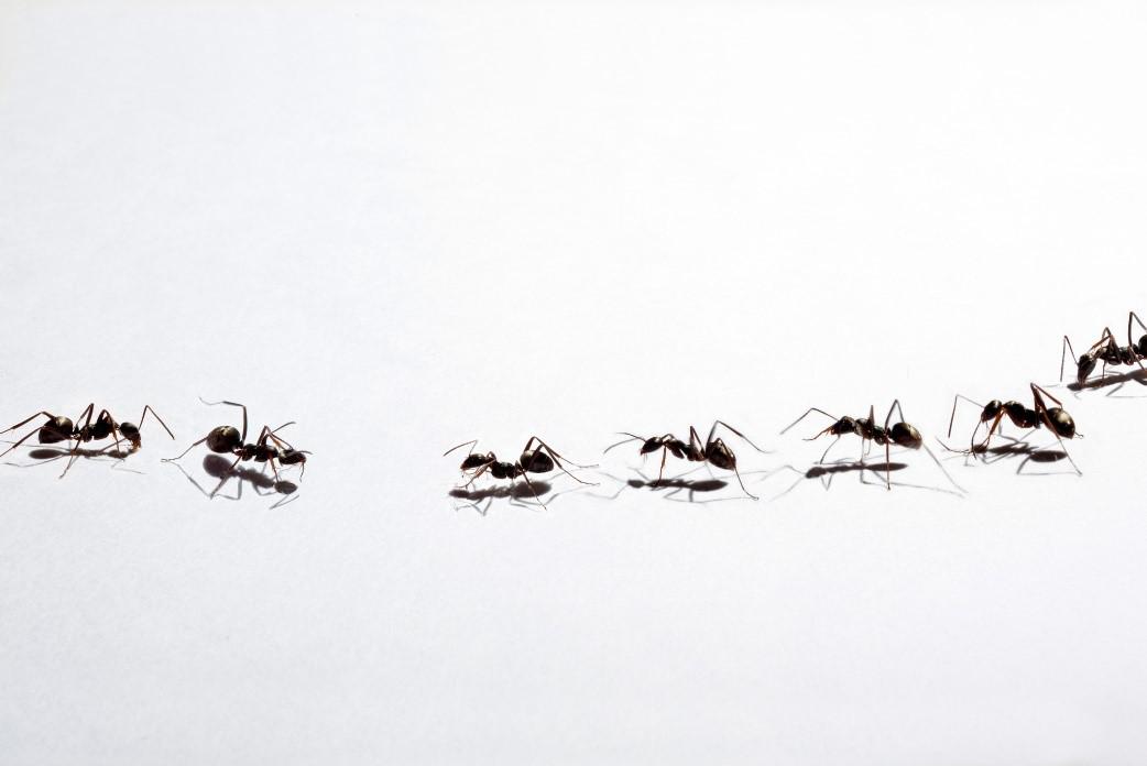Four Ant Pest Control Myths