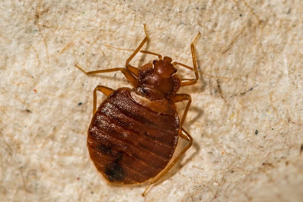 Bugs That Look Like Bed Bugs