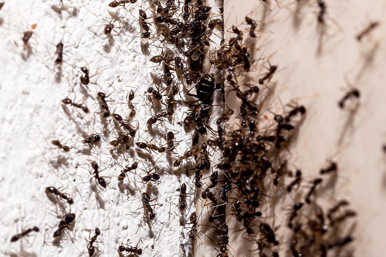 Common Ant Species and How to Control Them