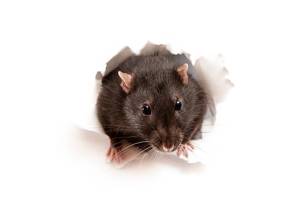 Rodent Infestation Columbia MO | Black Rat