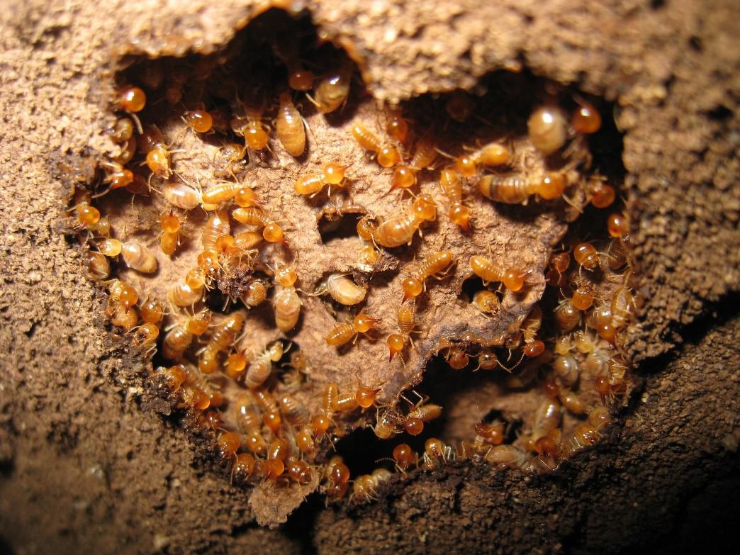 Why Subterranean Termites Are a Hidden Threat to Your Home