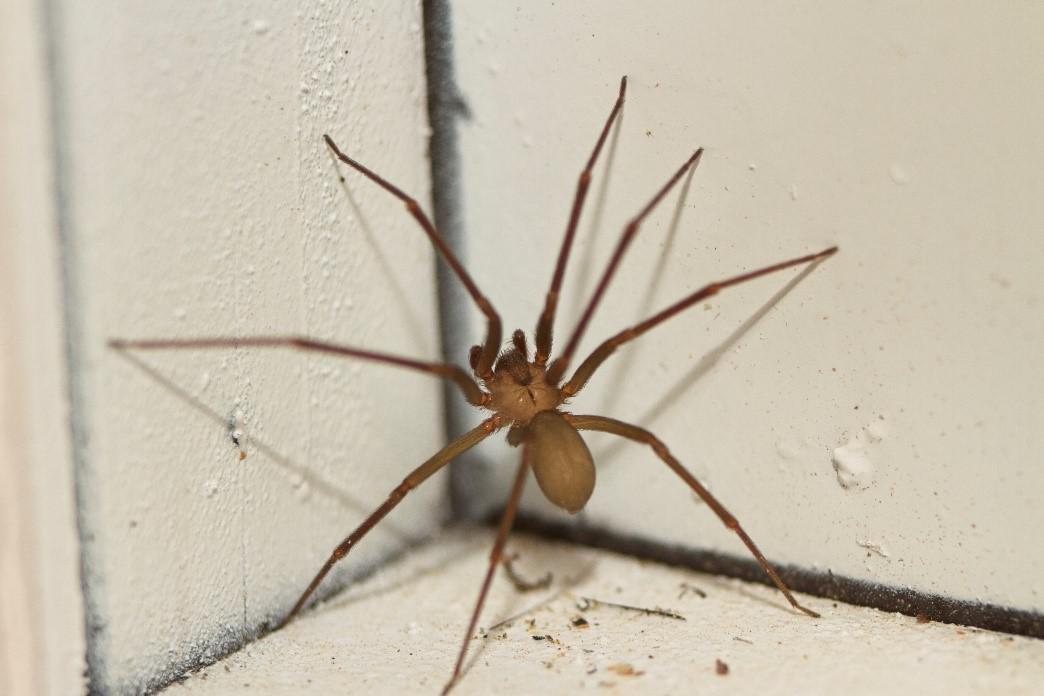 Brown Recluse Spider: Where They Hide