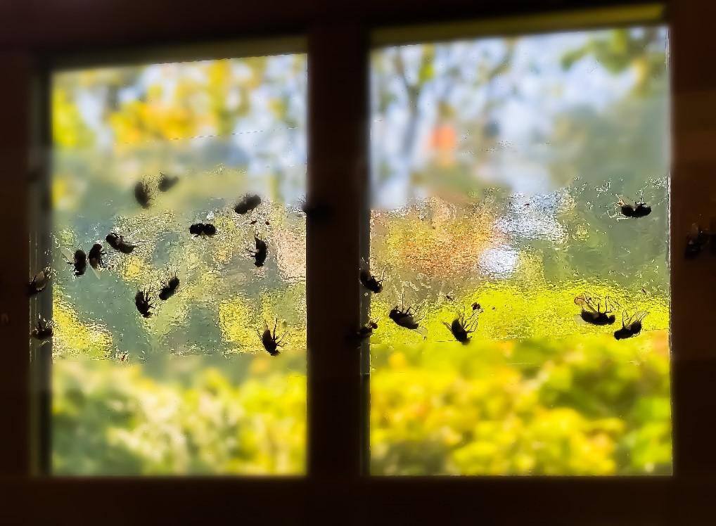 DIY pest control