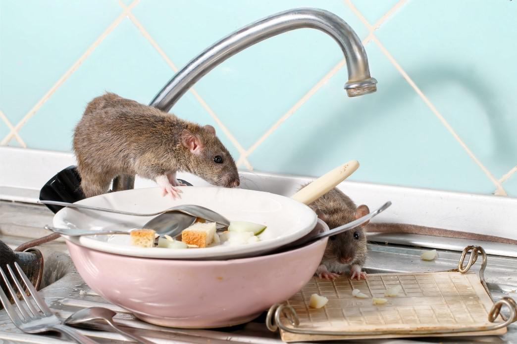 4 Pest-Proofing Methods for Your Home This New Year