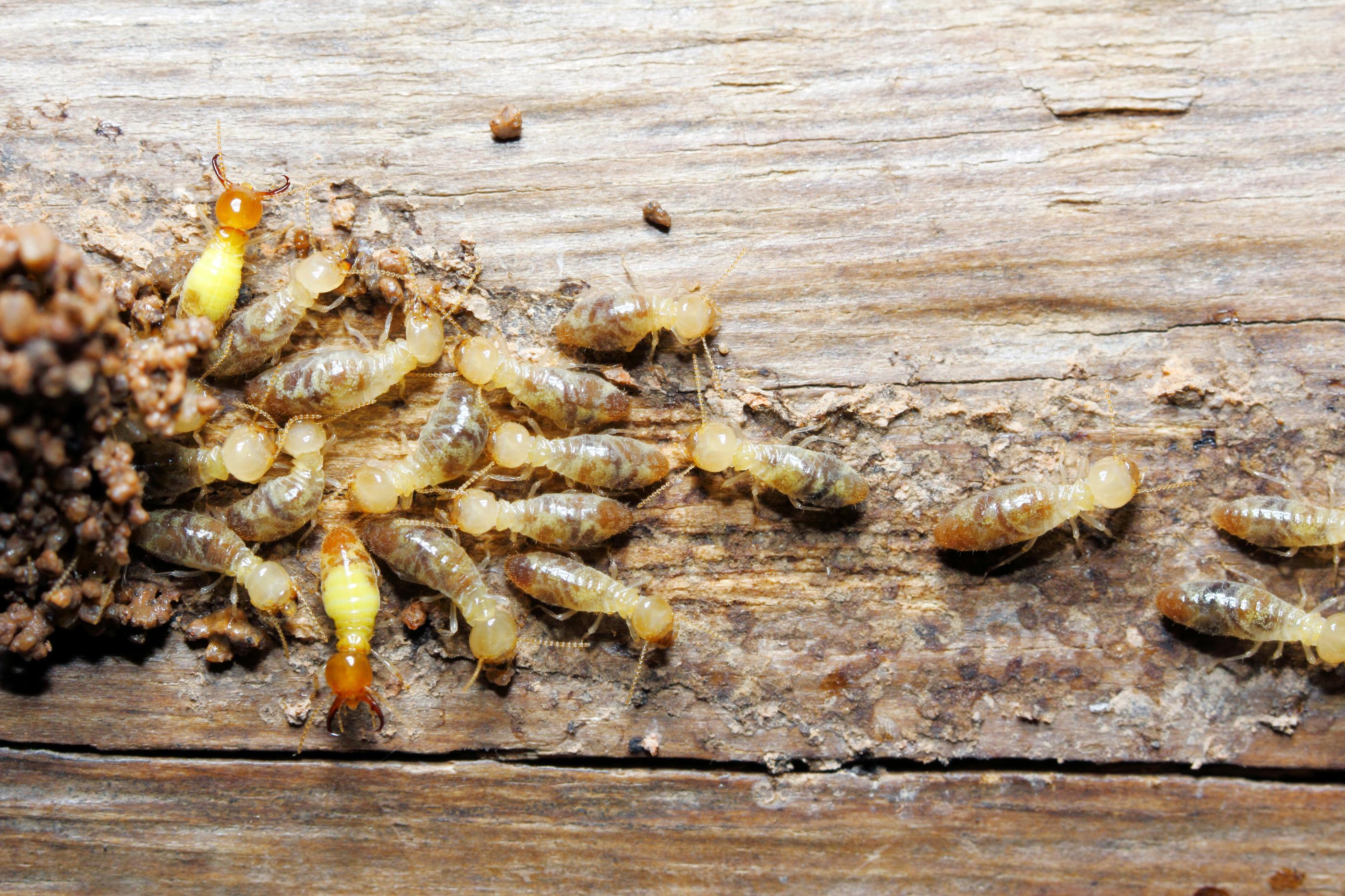 Termite Treatment | Infestation on Wood