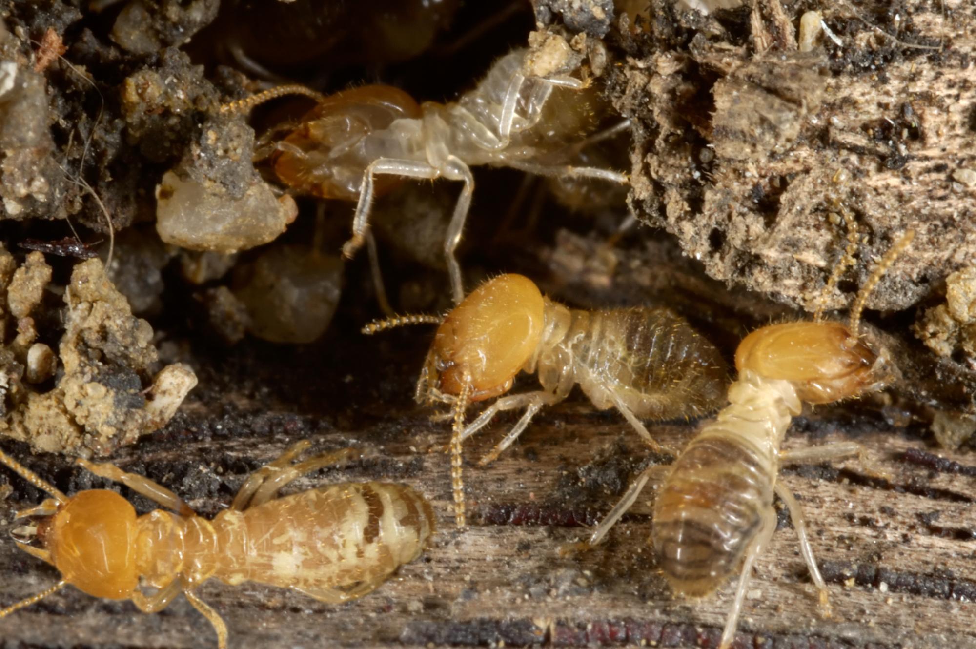 Termite Treatment | Close-Up of Infestation