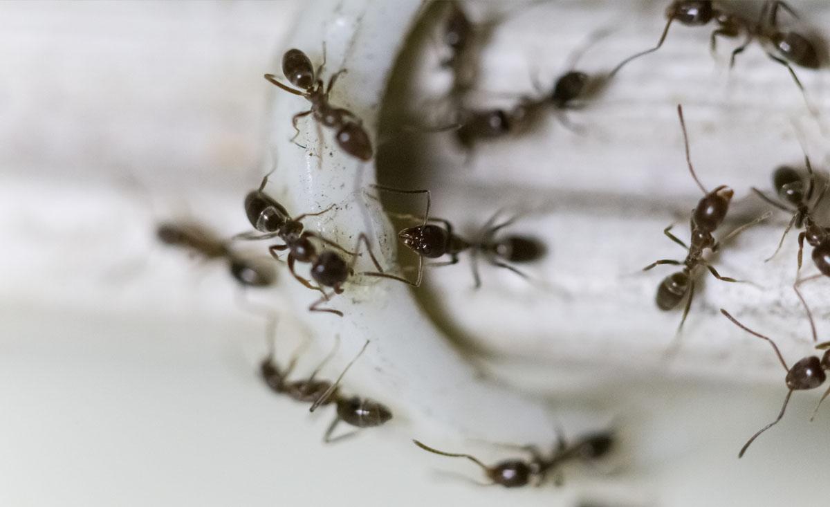 Pest Inspection | Odorous House Ant
