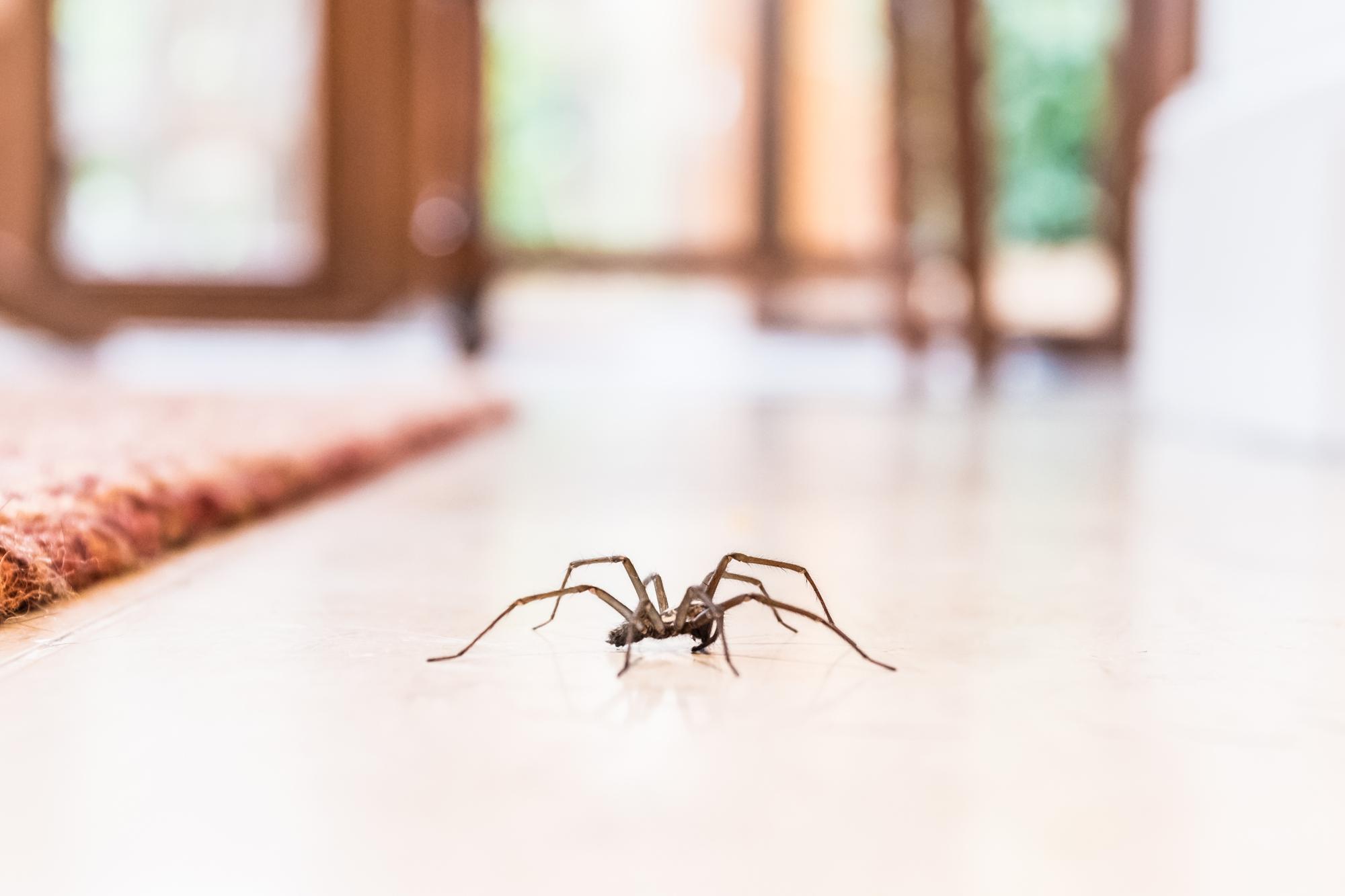 Pest Inspection | House Spider 