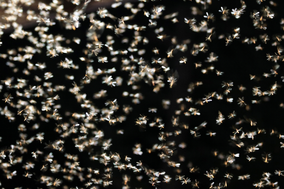 Understanding Why Termites Swarm in Houses