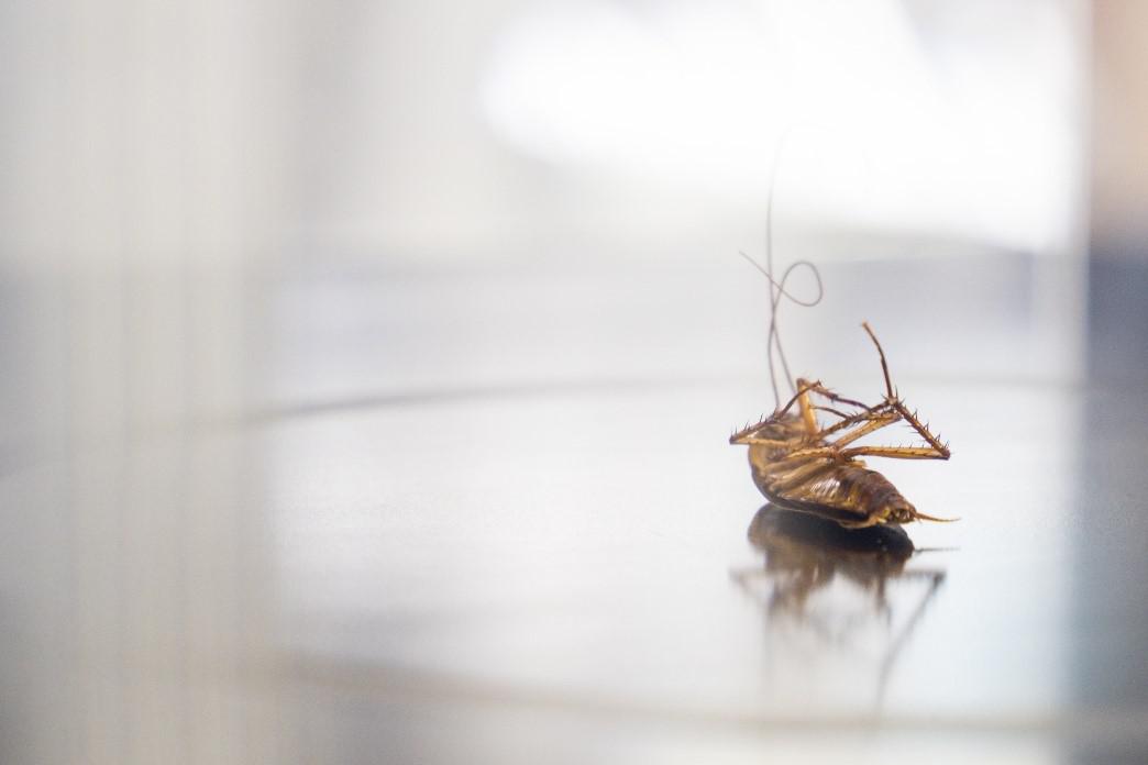 The Hidden Dangers of DIY Pest Control
