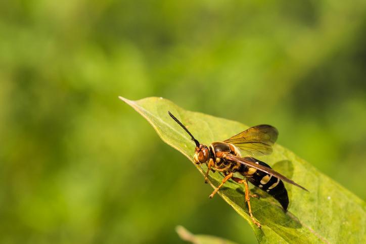 Everything You Need to Know About the Cicada Killer Wasp