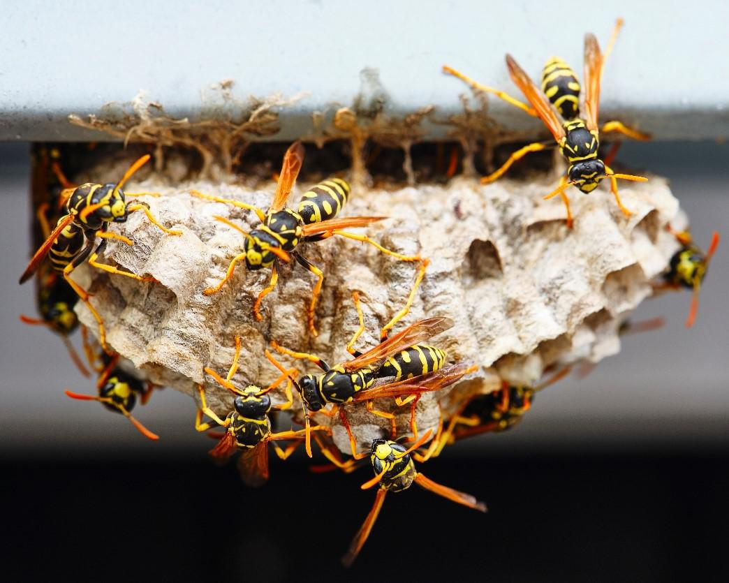 Managing Wasps and Hornets: What You Need to Do