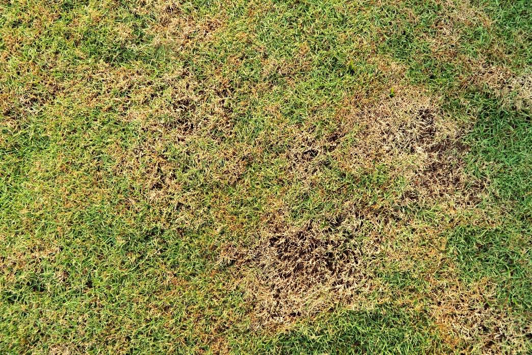 image of patchy lawns