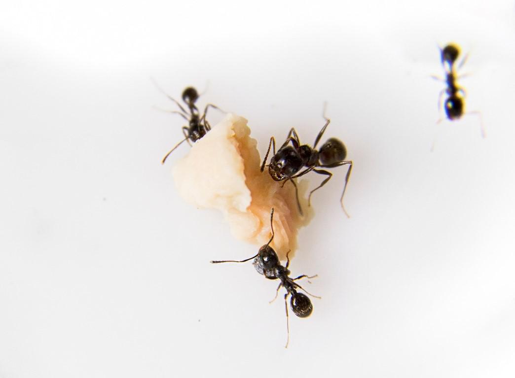 How To Get Rid of Ants in Your Home
