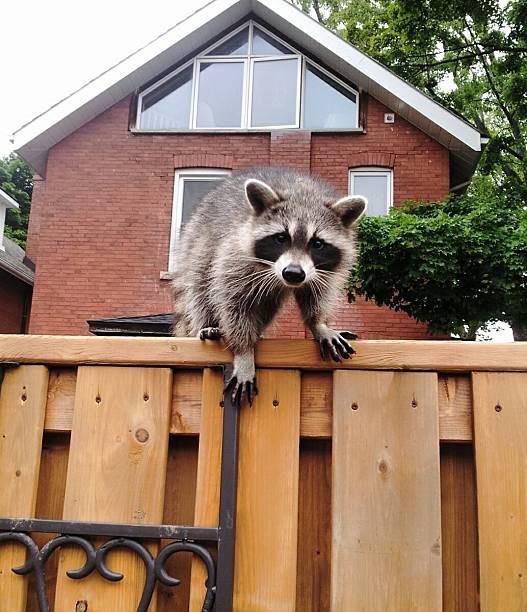Tips for Dead Raccoon Removal in Your Property