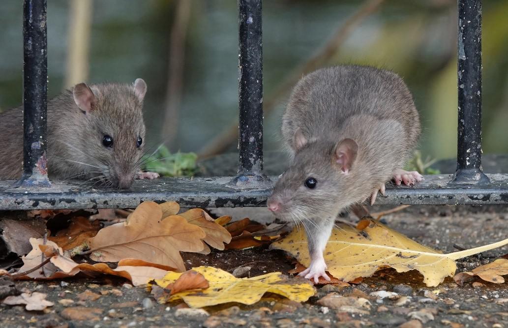 Dealing with Common Fall Pests: Tips for a Pest-Free Home