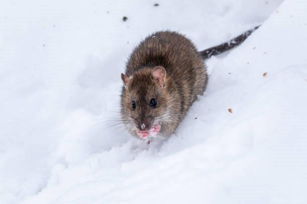 How To Keep Rodents Away During Winter