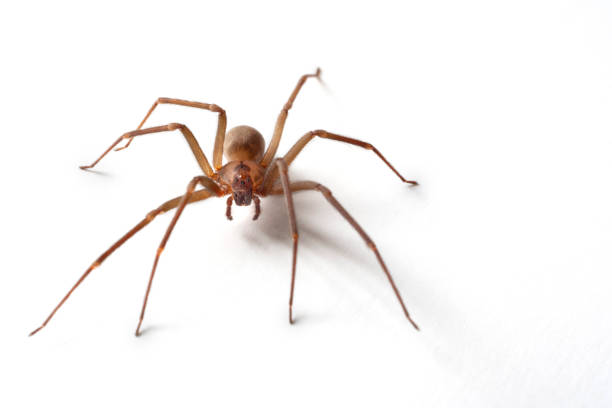 Control of Brown Recluse Spiders - Insects in the City