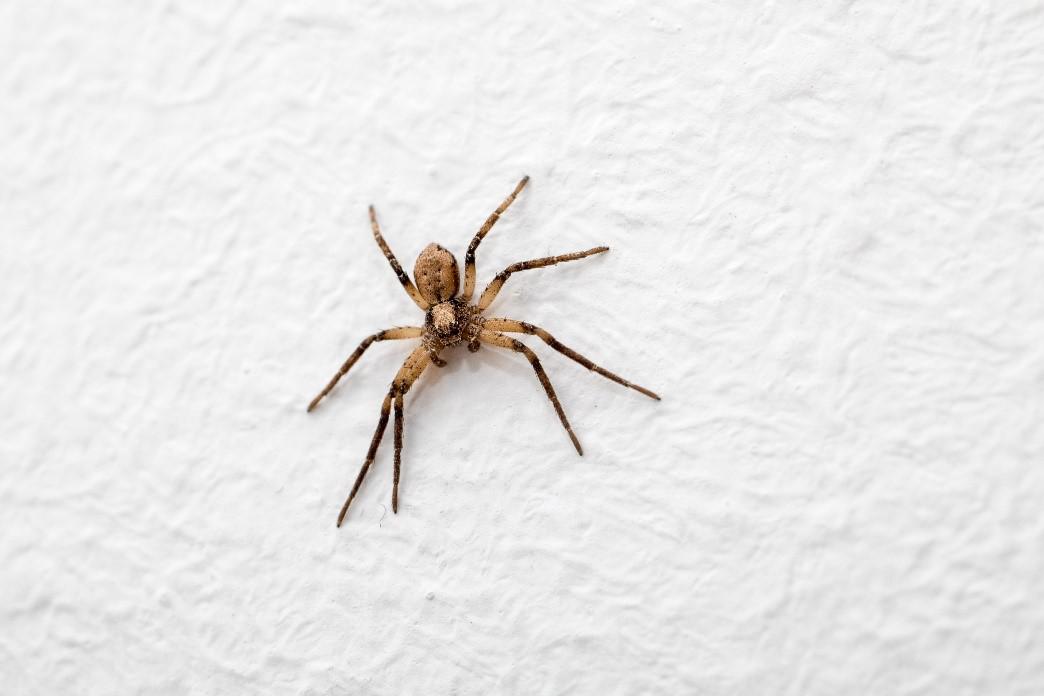 house spider