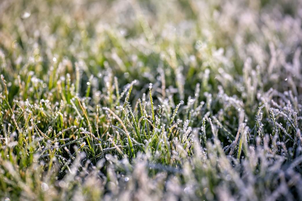 Winter Lawn Care Tips To Keep Your Grass Healthy